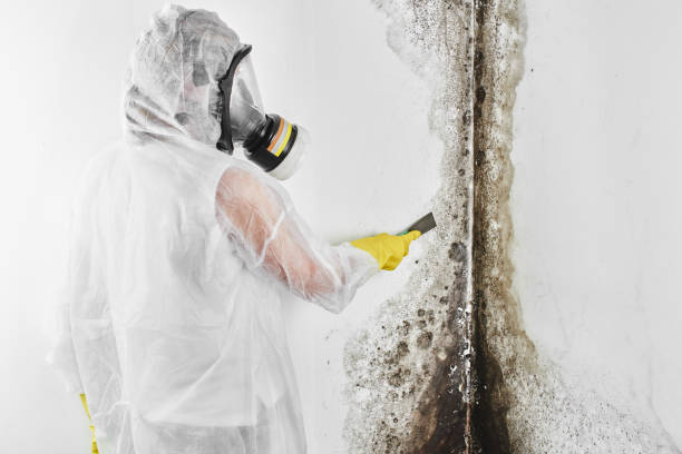 Best Certified Mold Removal  in Vincent, CA