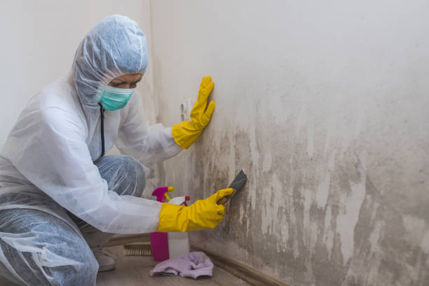 Best Mold Inspection  in Vincent, CA