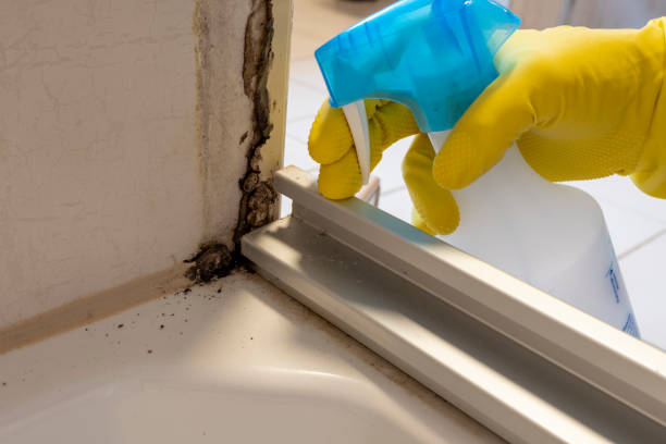 Best Black Mold Removal  in Vincent, CA