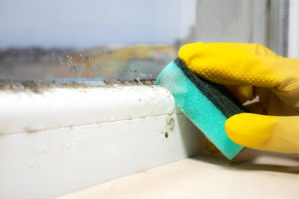 Best Mold Cleaning Services  in Vincent, CA