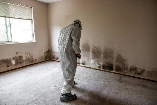 Best Emergency Mold Removal  in Vincent, CA