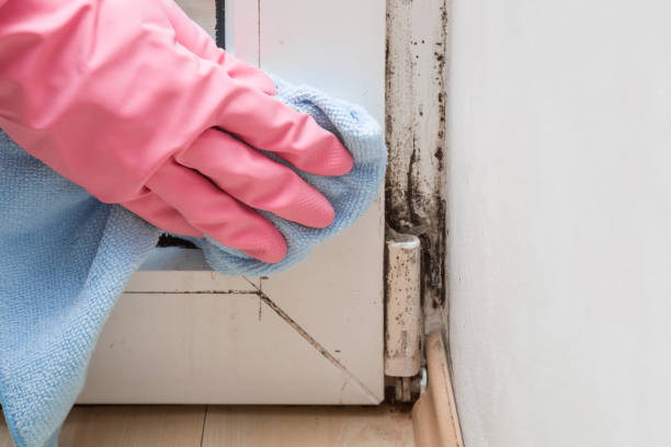 Best Fast Mold Removal  in Vincent, CA